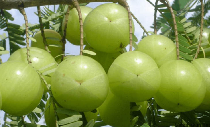 রূপচর্চায় আমলকীর গুরুত্ব