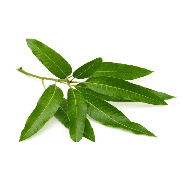 ডায়াবেটিস নিয়ন্ত্রণে আমপাতার গুরুত্ব