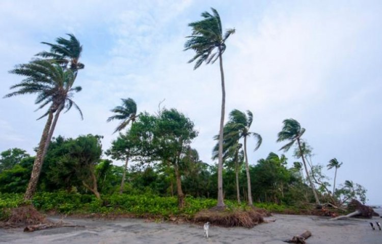 জোয়ারের ঢেউয়ে বিলীন হতে বসেছে কুয়াকাটার সমুদ্র সৈকতের নারিকেল বাগান৷ প্রতিবছরই বহু সংখ্যক নারিকেল গাছ বিলীন হচ্ছে সমুদ্র গর্ভে৷ গাছগুলোকে ঢেউ থেকে বাঁচানোর উদ্যোগ না নিলে দ্রুতই নারিকেল বাগান শূন্য হবে কুয়াকাটার সমুদ্র সৈকত৷