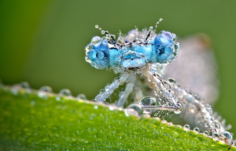 ড্রাগন ফ্লাই ও শিশির