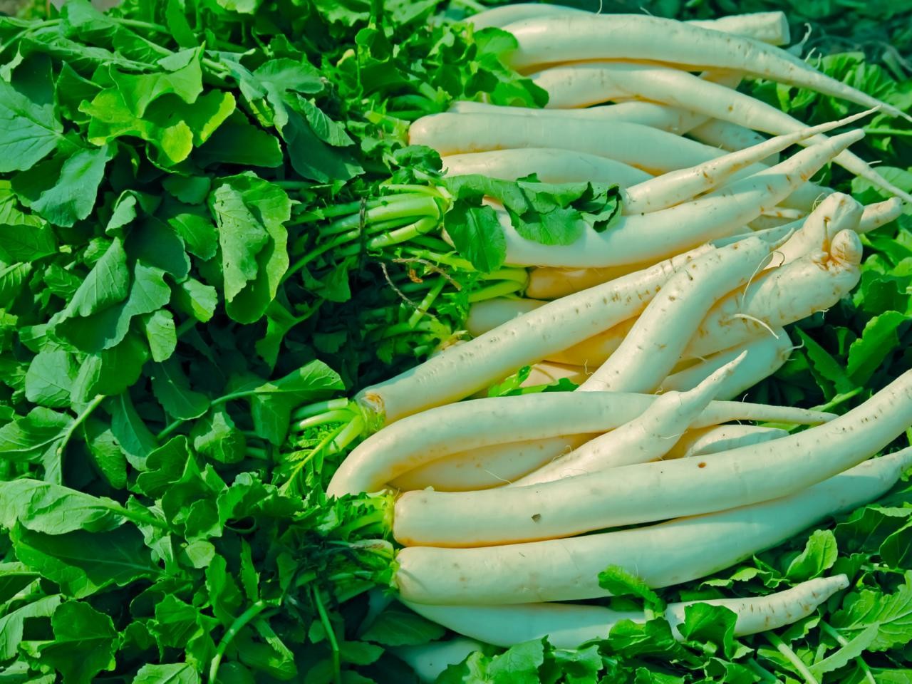 কিডনি ভাল রাখতে মুলার উপকারিতা