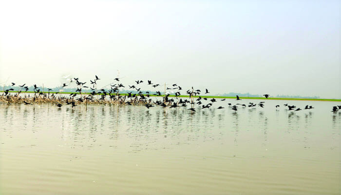 হাওরে পাখি নেই আগের মতো