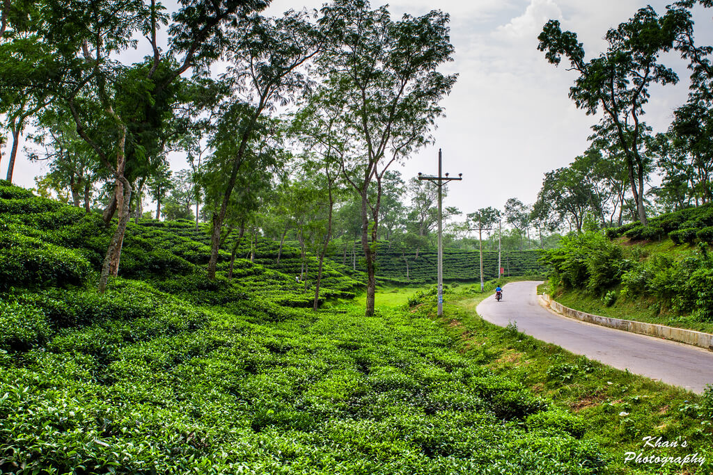 চোখ ঘোরালেই শুধু সবুজ আর সবুজ